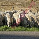 sheep (Oops! image not found)